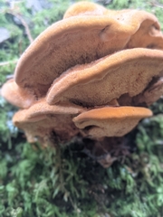 Pycnoporellus fulgens