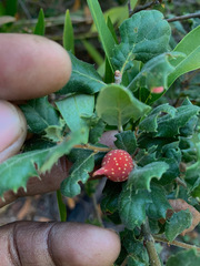 Quercus durata durata