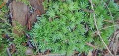 Leucobryum