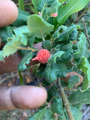 Quercus durata durata