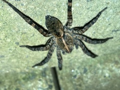 Tigrosa georgicola