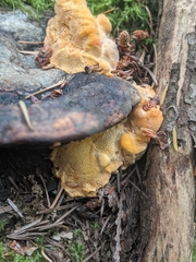 Pycnoporellus fulgens