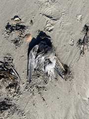 Charadriiformes