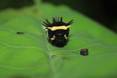 Papilioninae
