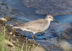 Calidris canutus