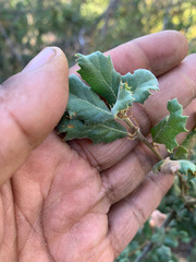 Quercus durata durata