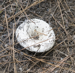 Lactifluus piperatus