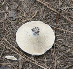 Lactifluus piperatus
