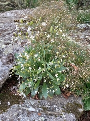 Micranthes petiolaris