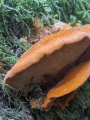 Pycnoporellus fulgens