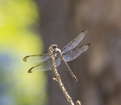 Libellula axilena
