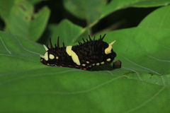 Papilioninae