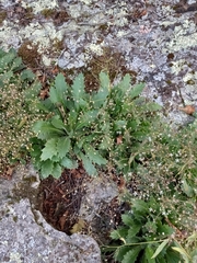 Micranthes petiolaris