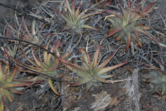 Deuterocohnia