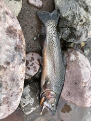 Oncorhynchus