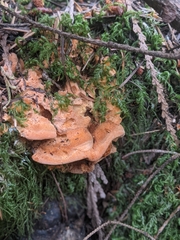 Pycnoporellus fulgens