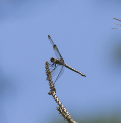 Libellula axilena