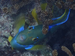 Holacanthus bermudensis