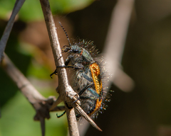 Astylus trifasciatus