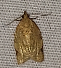 Clepsis virescana
