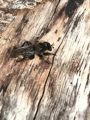 Laphria