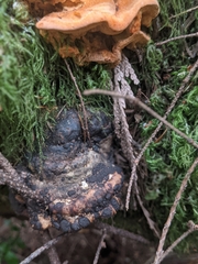 Pycnoporellus fulgens