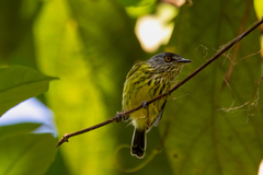 Todirostrum maculatum