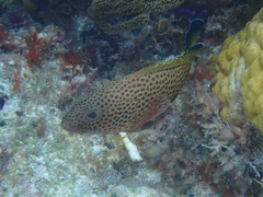 Epinephelus guttatus