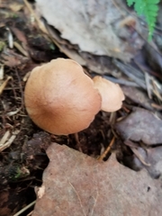 Chalciporus piperatus