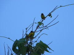 Euphonia affinis