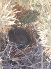 Toxostoma curvirostre