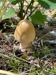 Amanita crocea