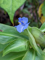Commelina virginica
