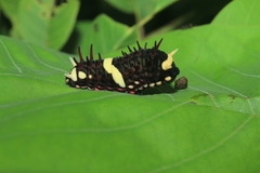 Papilioninae