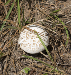 Amanita citrina