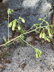 Brickellia grandiflora