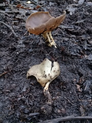 Helvella