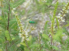 Augochloropsis metallica