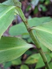 Commelina virginica