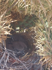 Toxostoma curvirostre