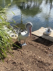 Pelecanus conspicillatus