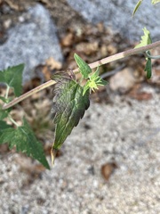 Brickellia grandiflora