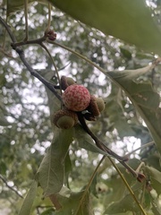 Amphibolips quercusjuglans