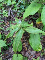 Commelina virginica
