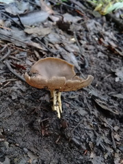 Helvella