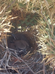Toxostoma curvirostre