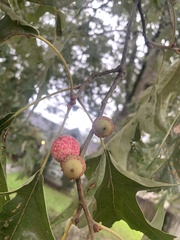Amphibolips quercusjuglans