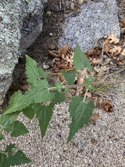 Brickellia grandiflora