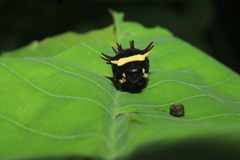 Papilioninae