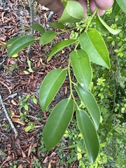 Diospyros kotoensis